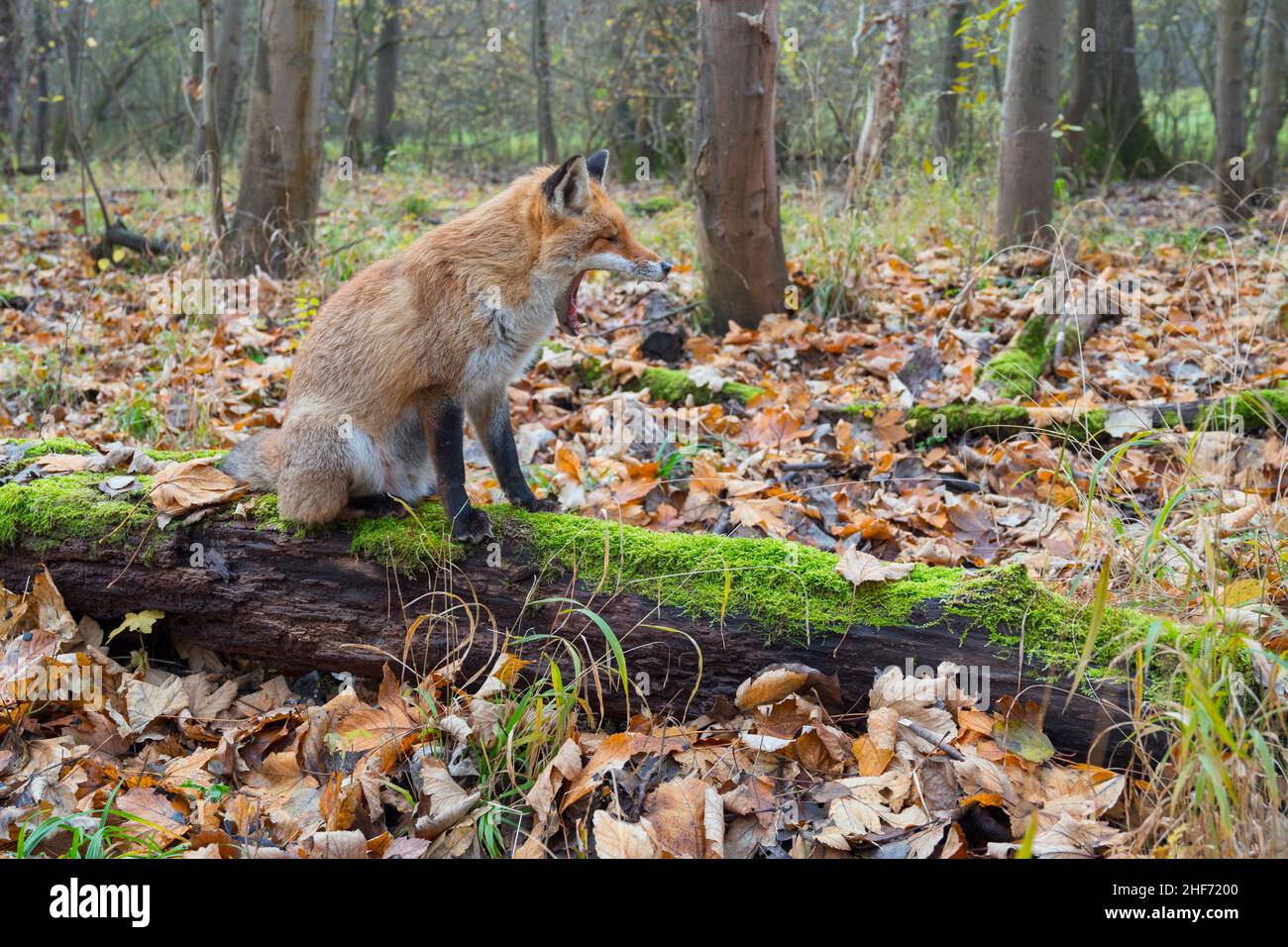Yawning red fox on a mossy log in the forest,  Vulpes vulpes,  winter,  Hesse,  Germany,  Europe Stock Photo