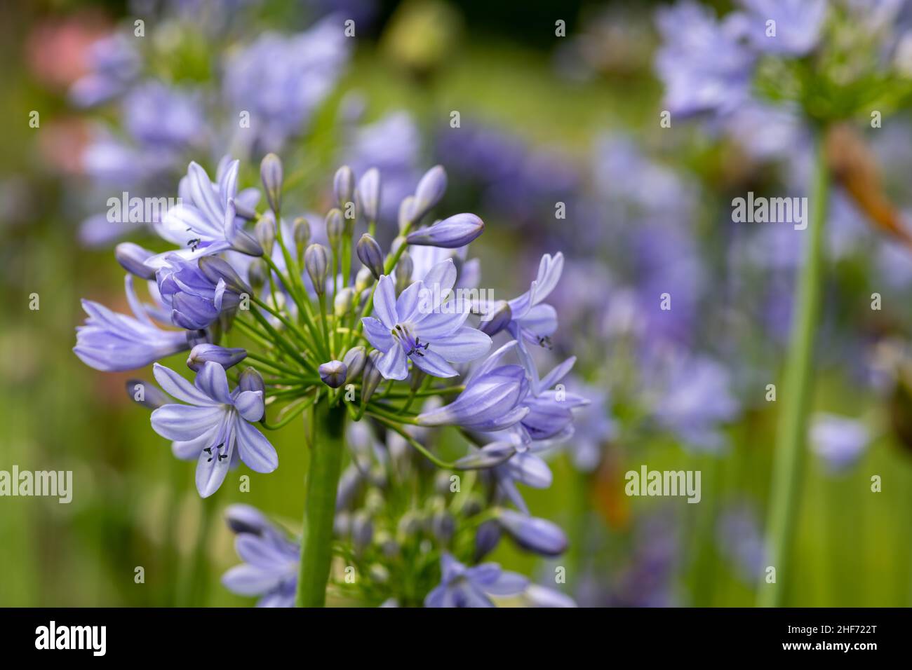 Close up of common agapanthus (agapanthus praecox) flowers in bloom Stock Photo