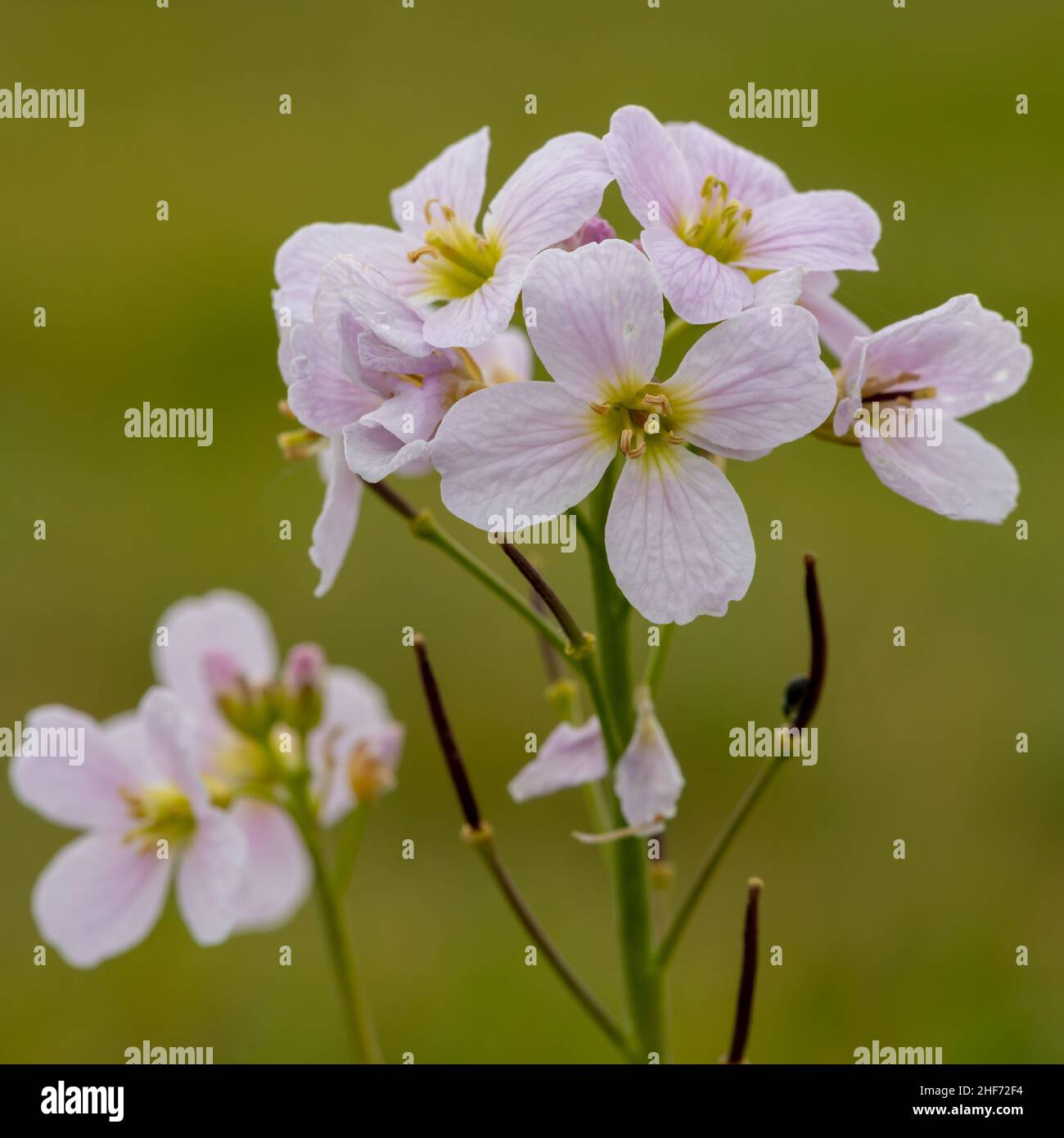 Close up of a cuckoo flower (cardamine pratensis) in bloom Stock Photo ...