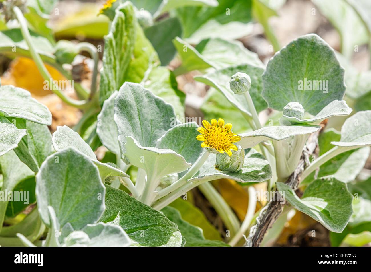 Close up yellow flower beach daisy, Arctotheca populifolia, the plant is widely naturalized in the coastal districts of southern Australia, Stock Photo