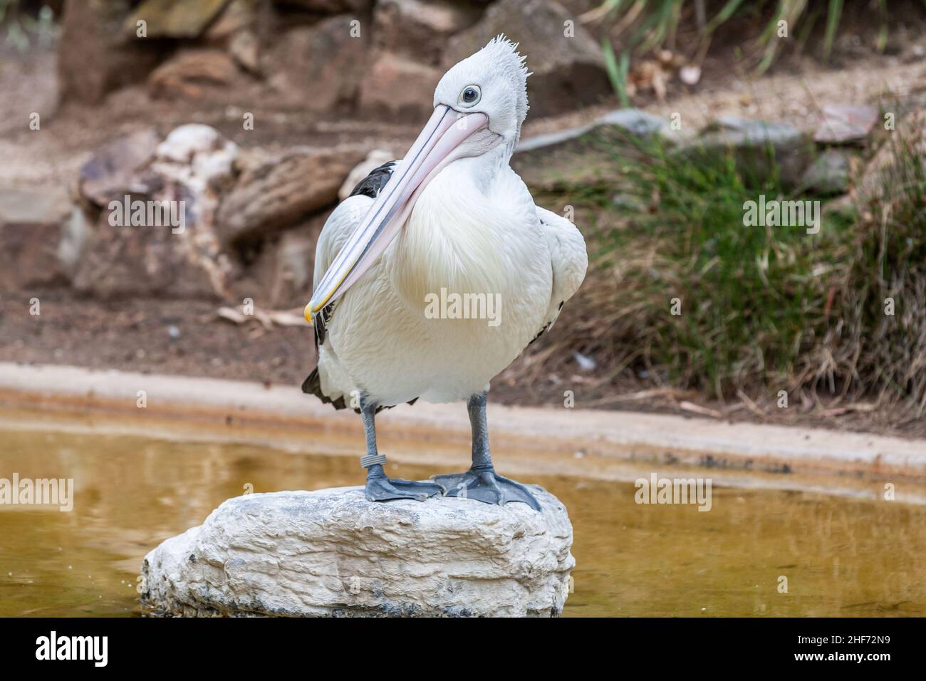 Close up of a Australian pelican, Pelecanus conspicillatus, sitting on a boulder with bill resting on chest and face on lens Stock Photo