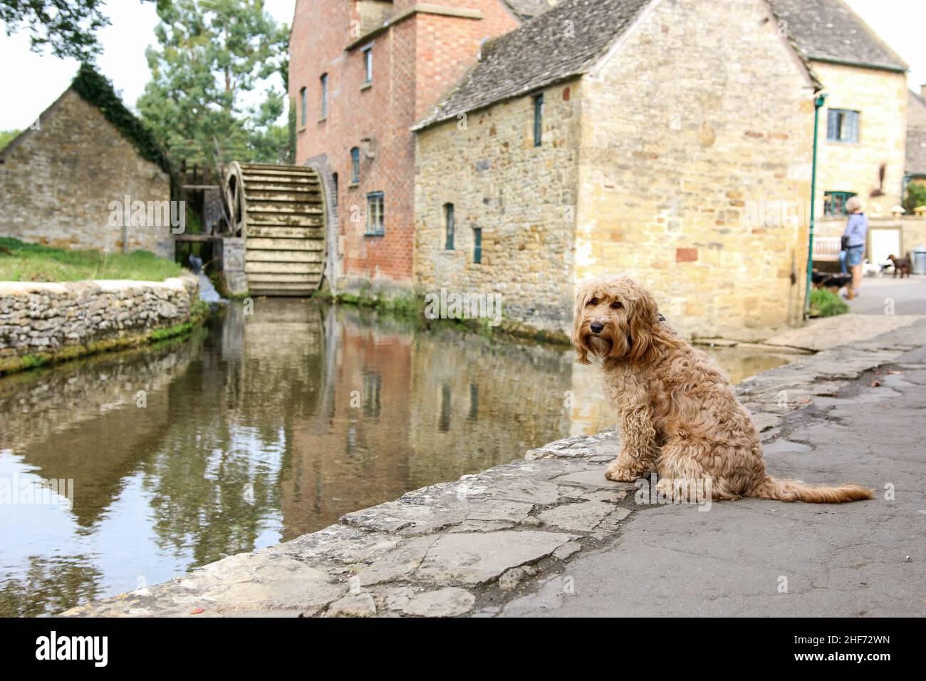 Dogs in the Cotswolds Stock Photo Alamy