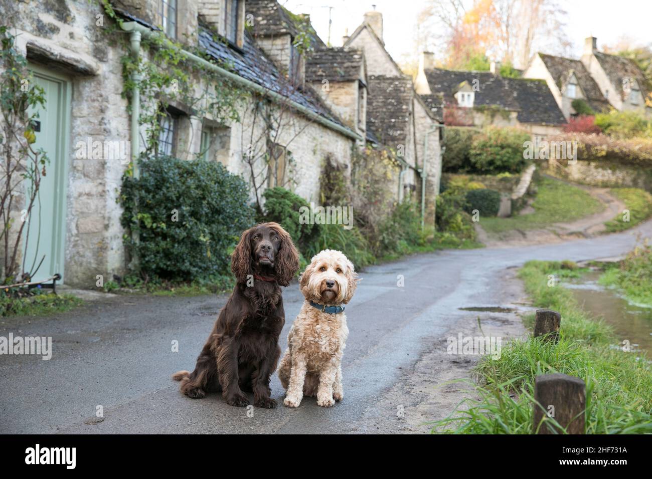 Dogs in the Cotswolds Stock Photo Alamy