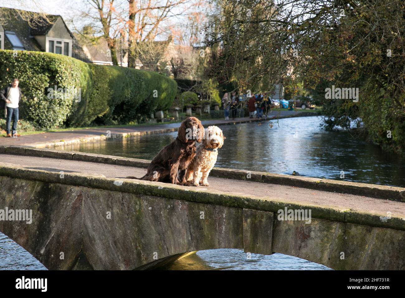 Dogs in the Cotswolds Stock Photo Alamy
