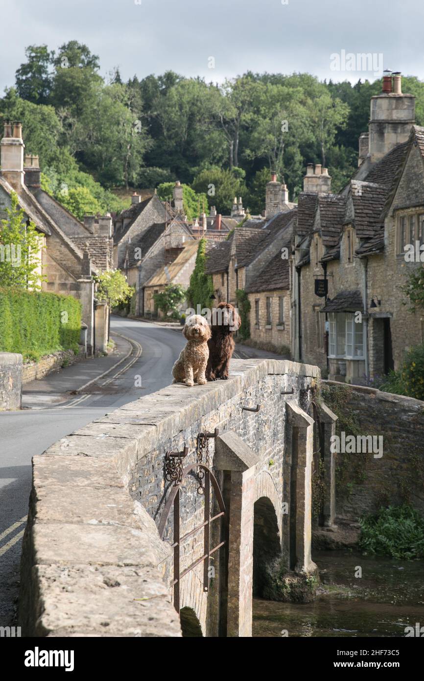 Dogs in the Cotswolds Stock Photo Alamy