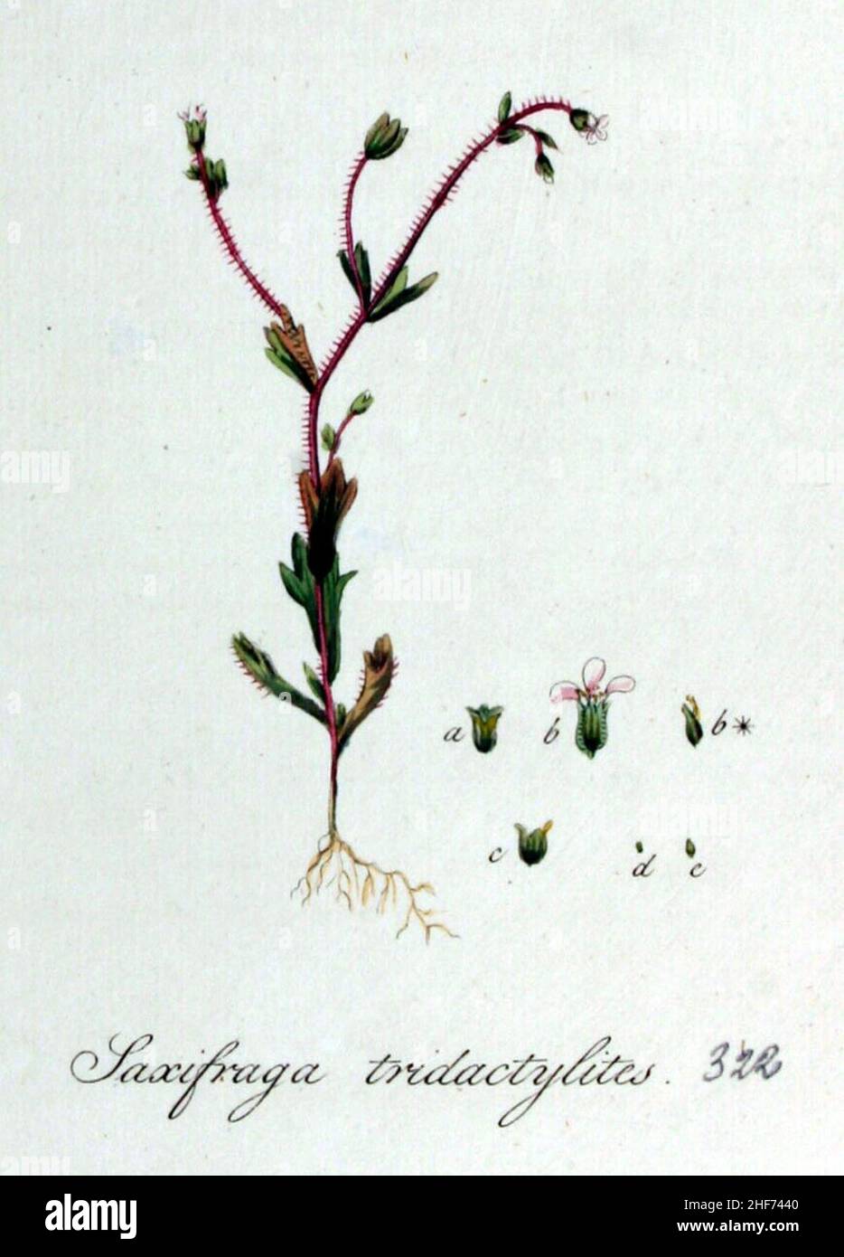 Saxifraga tridactylites — Flora Batava — Volume v5. Stock Photo