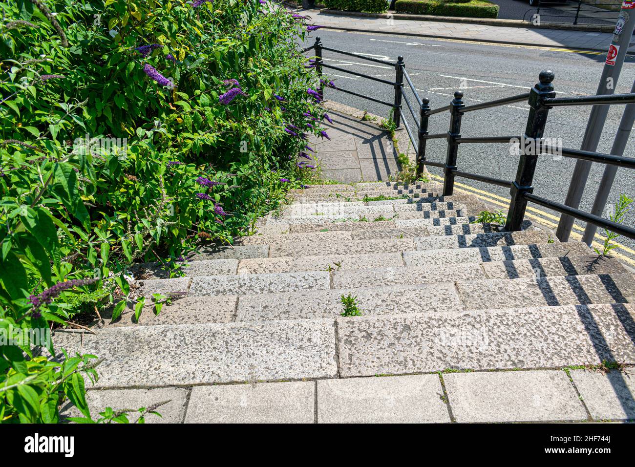 Beautiful stone and concrete steps leading down onto the pavement sidewalk. Flowering Liriope muscari, Liliturf, and leaves framing the image. Space f Stock Photo