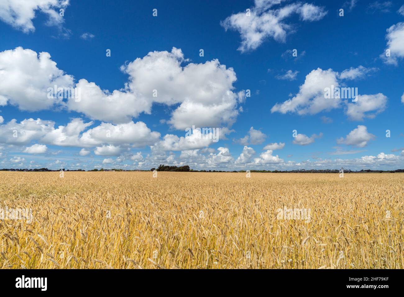 Grain field near morsum hi-res stock photography and images - Alamy