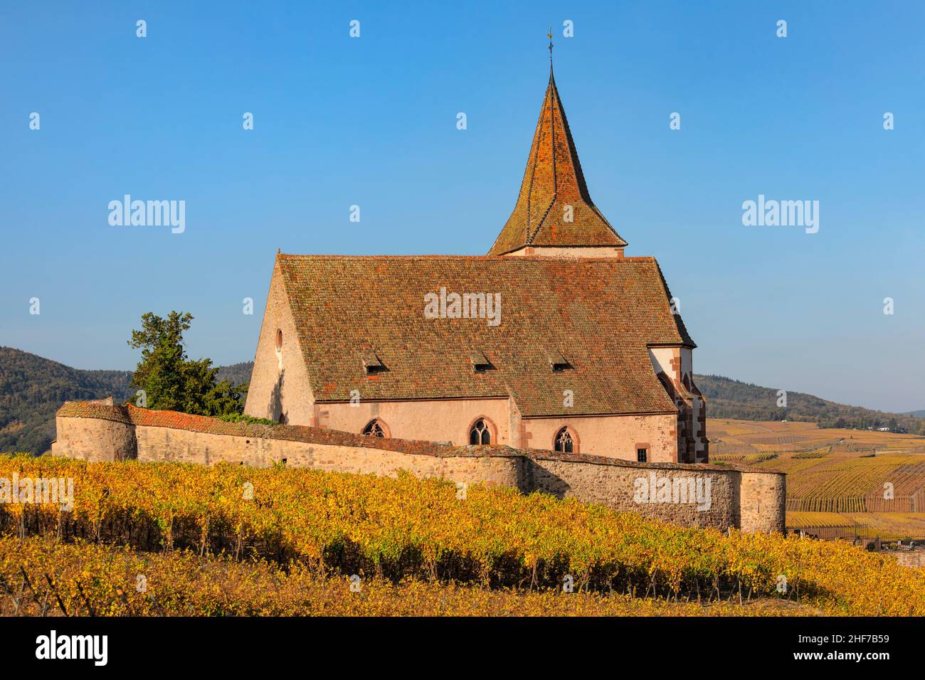Fortified Church of St. Jacques,  Hunawihr,  Alsace Wine Route,  Grand Est,  France Stock Photo