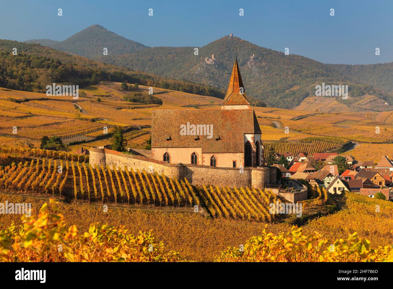 Vineyards in autumn with St. Jacques fortified church,  Hunawihr,  Alsatian Wine Route,  Alsace,  Grand Est,  France Stock Photo