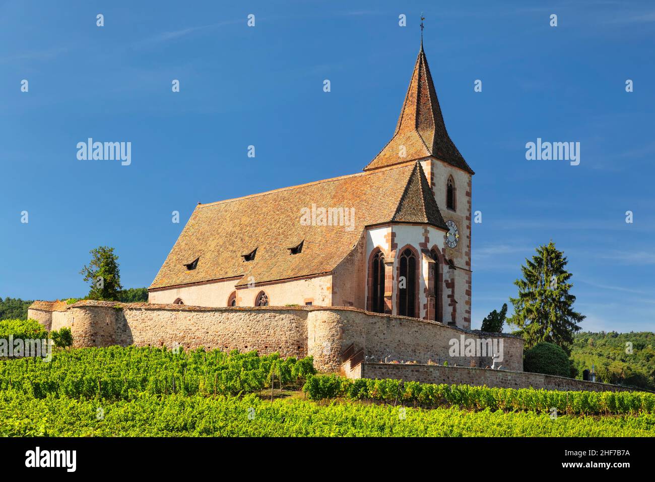 Wine-growing village of Hunawihr with the fortified church of St. Jacques,  Alsace Wine Route,  Grand Est,  France Stock Photo