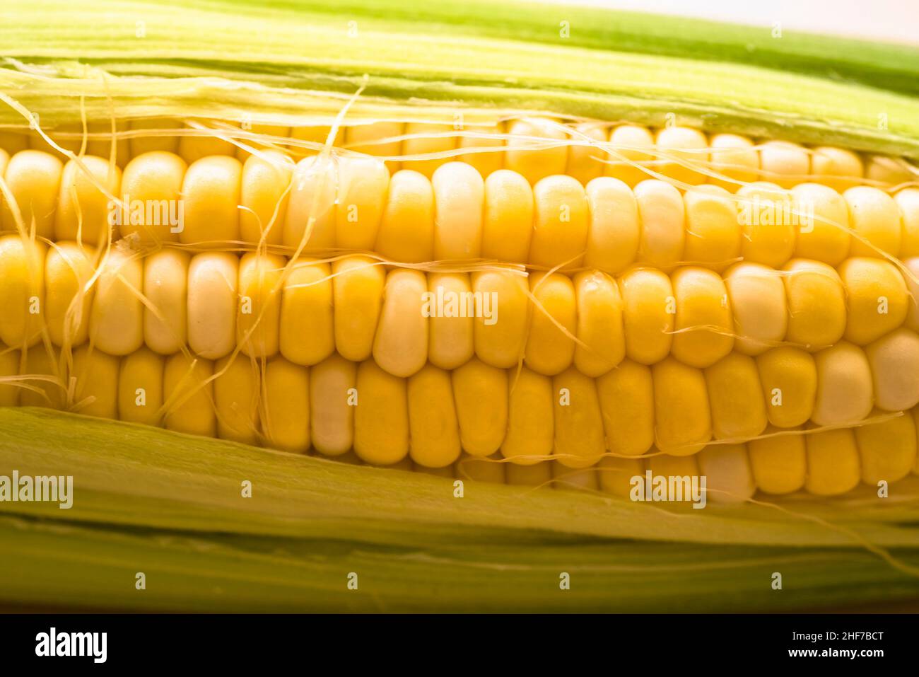 Fresh Corn Cob Stock Photo