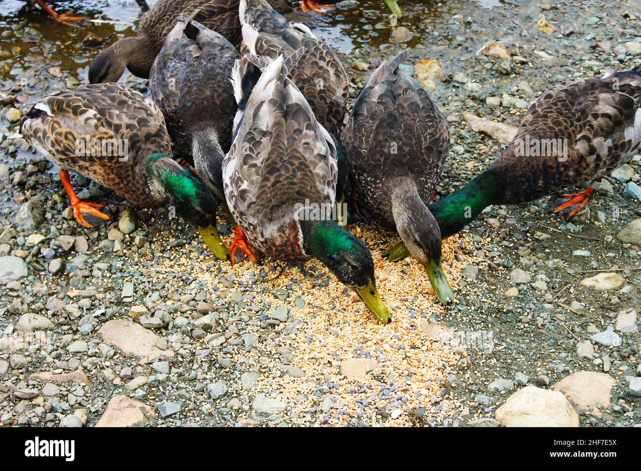 Ducks eating bird seed at the edge of a pond. Stock Photo