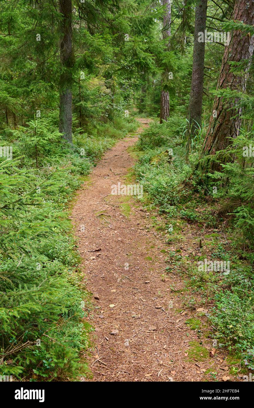 Path,  footpath,  forest,  coniferous forest,  summer,  Halleberg,  Vargön,  Västra Götalands län,  Vastra Gotaland,  Sweden Stock Photo