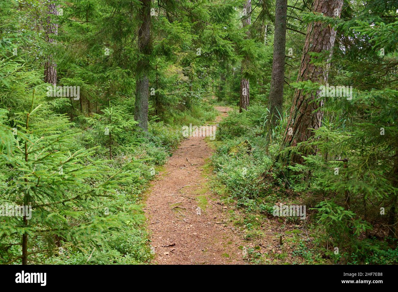 Path,  footpath,  forest,  coniferous forest,  summer,  Halleberg,  Vargön,  Västra Götalands län,  Vastra Gotaland,  Sweden Stock Photo