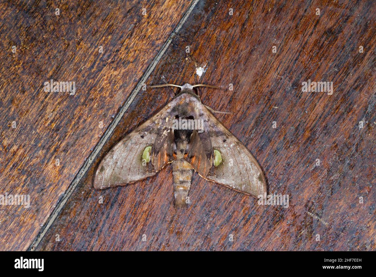 Durian Hawk-moth,  (Daphnusa ocellaris,  Sphingidae),  Kinabatangan River,  Sabah,  Borneo,  Malaysia Stock Photo