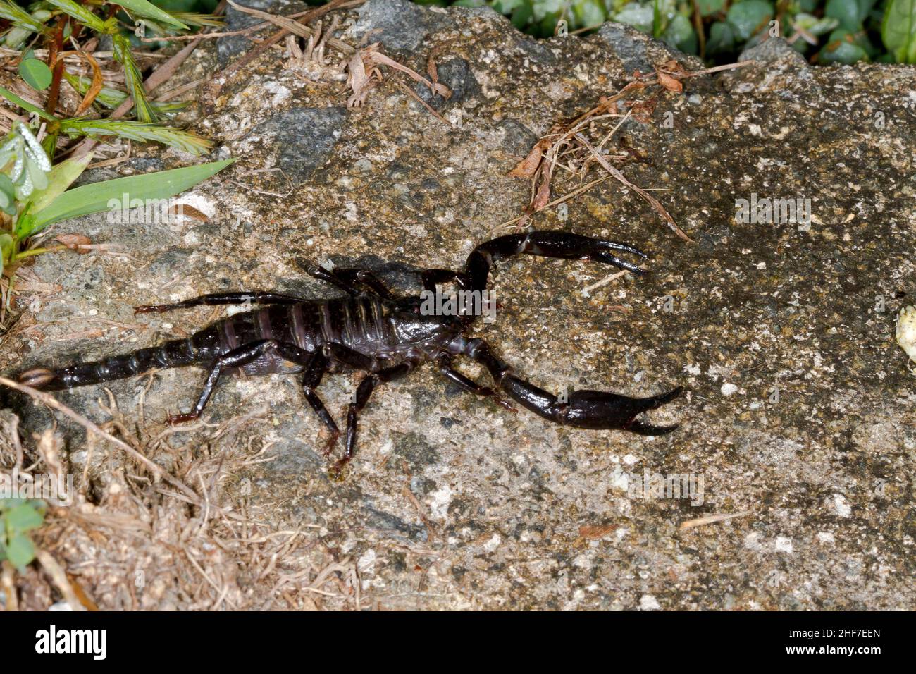 juvenile Black Thai Scorpion,  (Heterometrus spinifer),  Sepilok Nature Reserve,  Sabah,  Borneo,  Malaysia Stock Photo