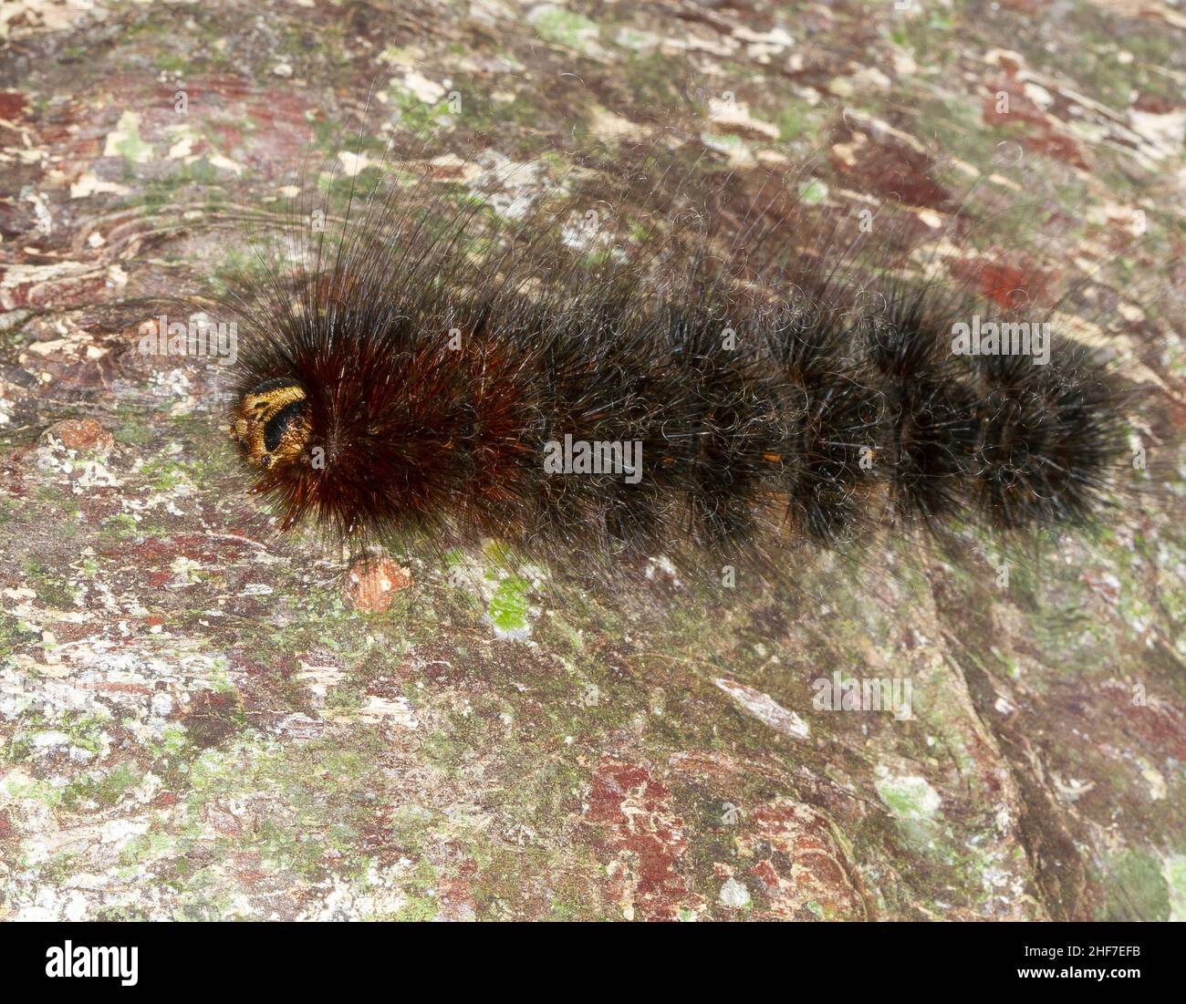 Gullwing or Wollwing Moth,  (Lasiocampidae sp.),  Kinabalu National Park,  Sabah,  Borneo,  Malaysia Stock Photo