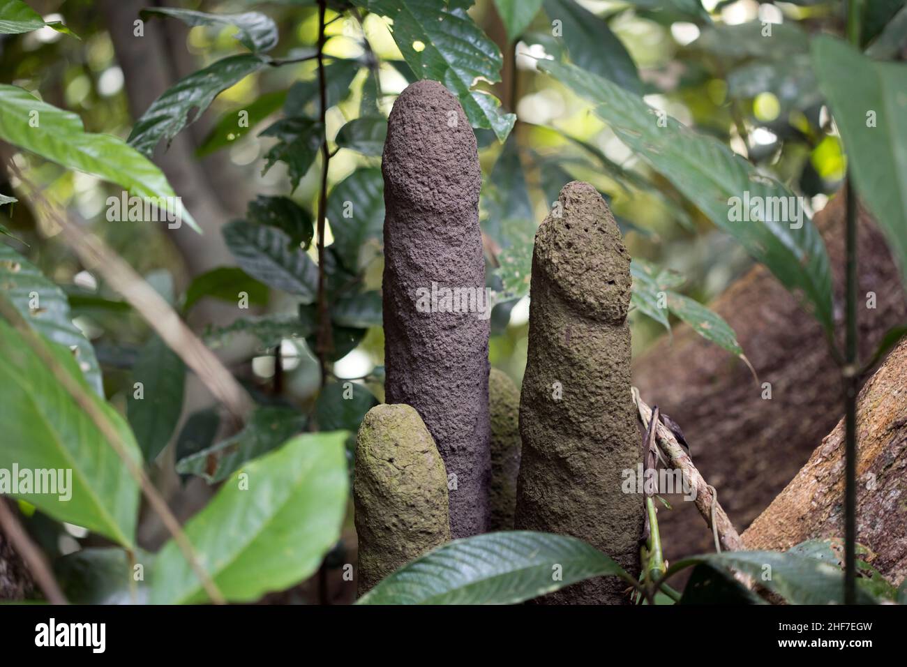 Termites nest from tree roots in the rainforest floor, Sepilok Nature