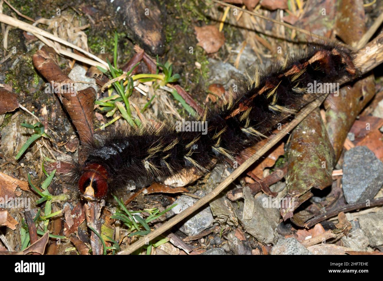 Gullwing or Wollwing Moth,  (Lasiocampidae sp.),  Kinabalu National Park,  Sabah,  Borneo,  Malaysia Stock Photo