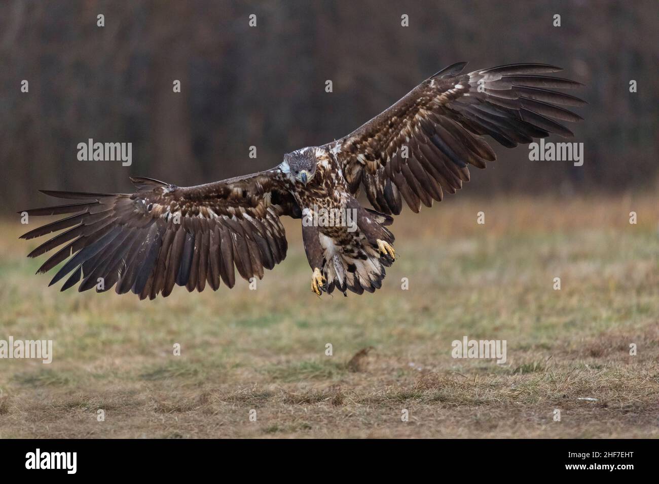 White-tailed eagle (Haliaeetus albicilla) on approach,  Poland Stock Photo
