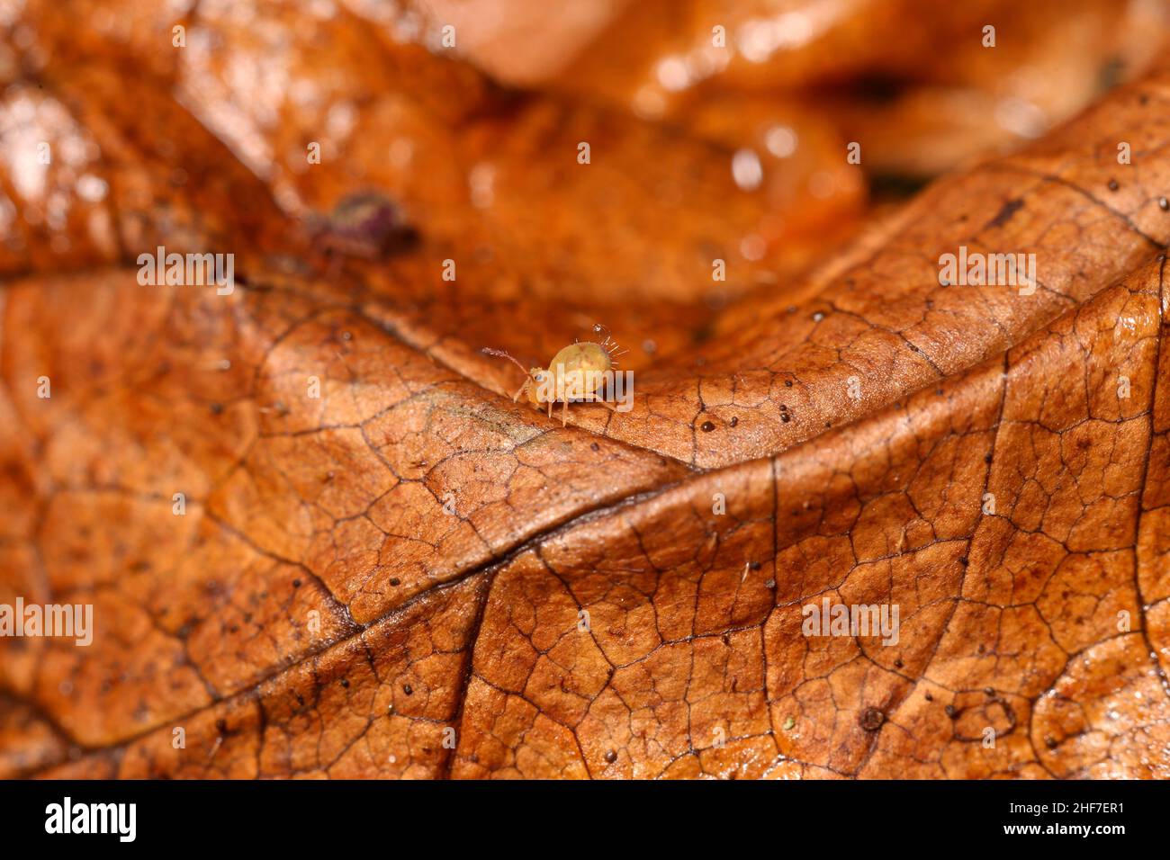 Colorful springtail (Dicyrtomina ornata) on fall foliage in winter ...