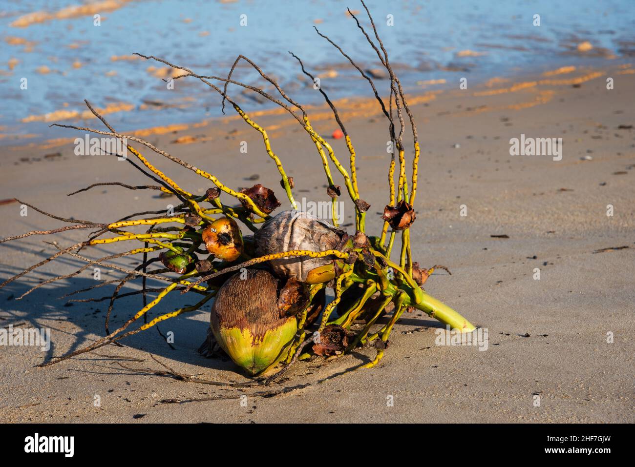 Coconut tree branch with coconuts on the sand of Guaratiba Beach, Prado, Bahia, Brazil. Stock Photo