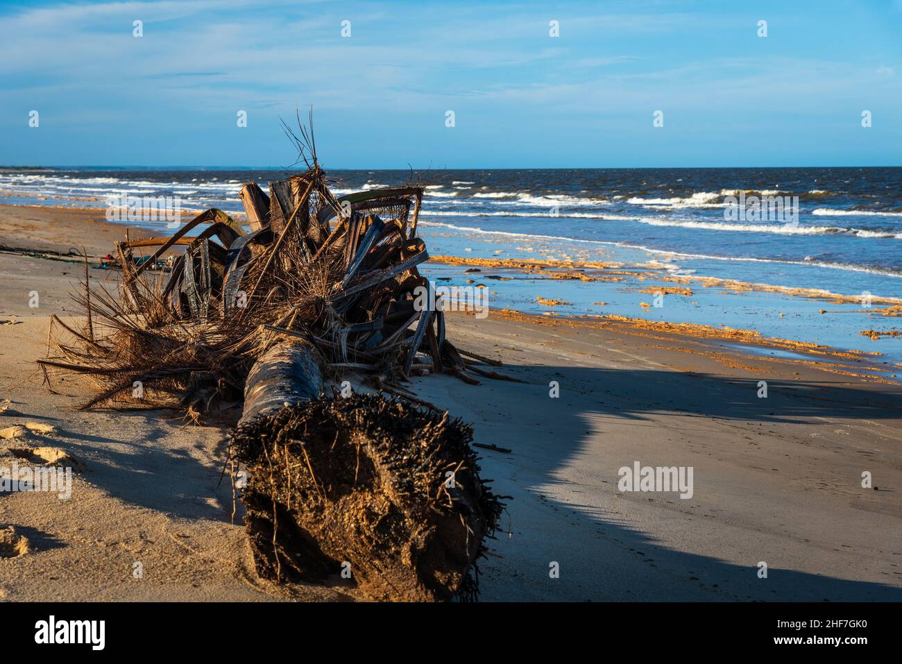 Dead coconut tree knocked down by a storm at Guaratiba Beach, Prado, Bahia. Stock Photo