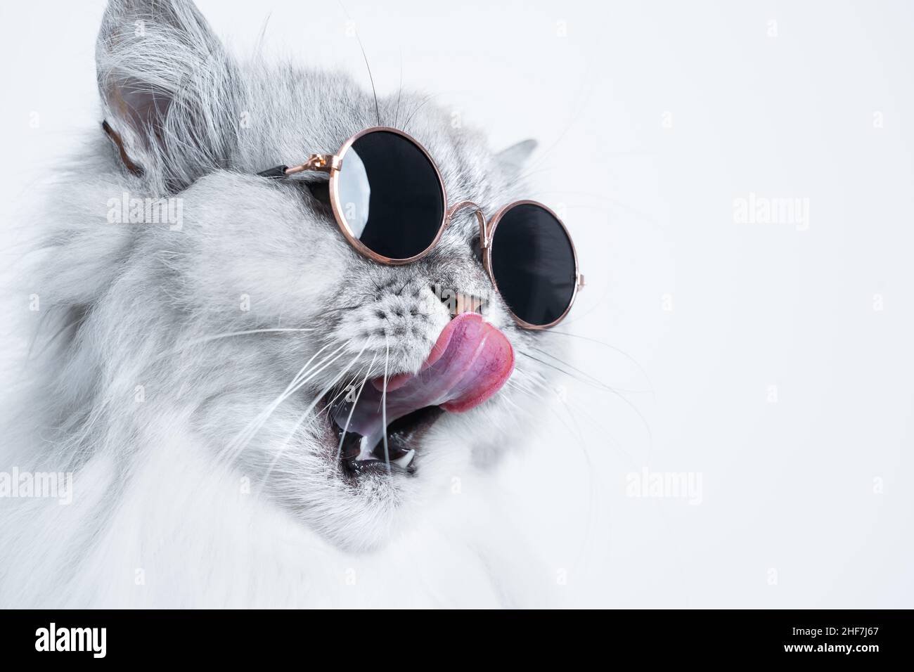 Funny cats with sunglasses hi-res stock photography and images - Alamy