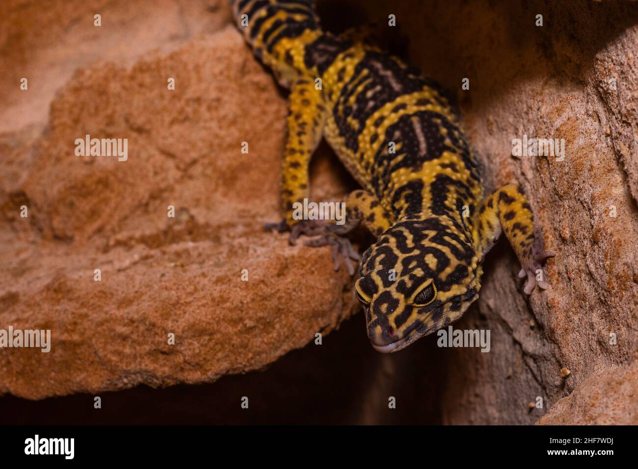 Leopard gecko, Pakistani fat-tailed gecko, Eublepharis macularius Stock Photo