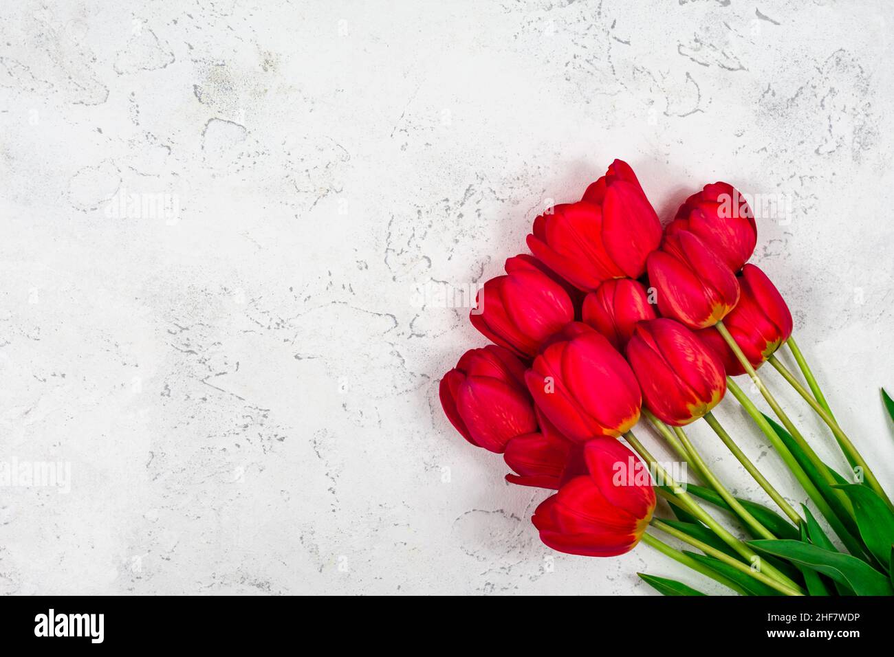 Red tulips on a white concrete background. Mothers Day. March 8. Place for an inscription. The basis for the postcard. View from above. Stock Photo