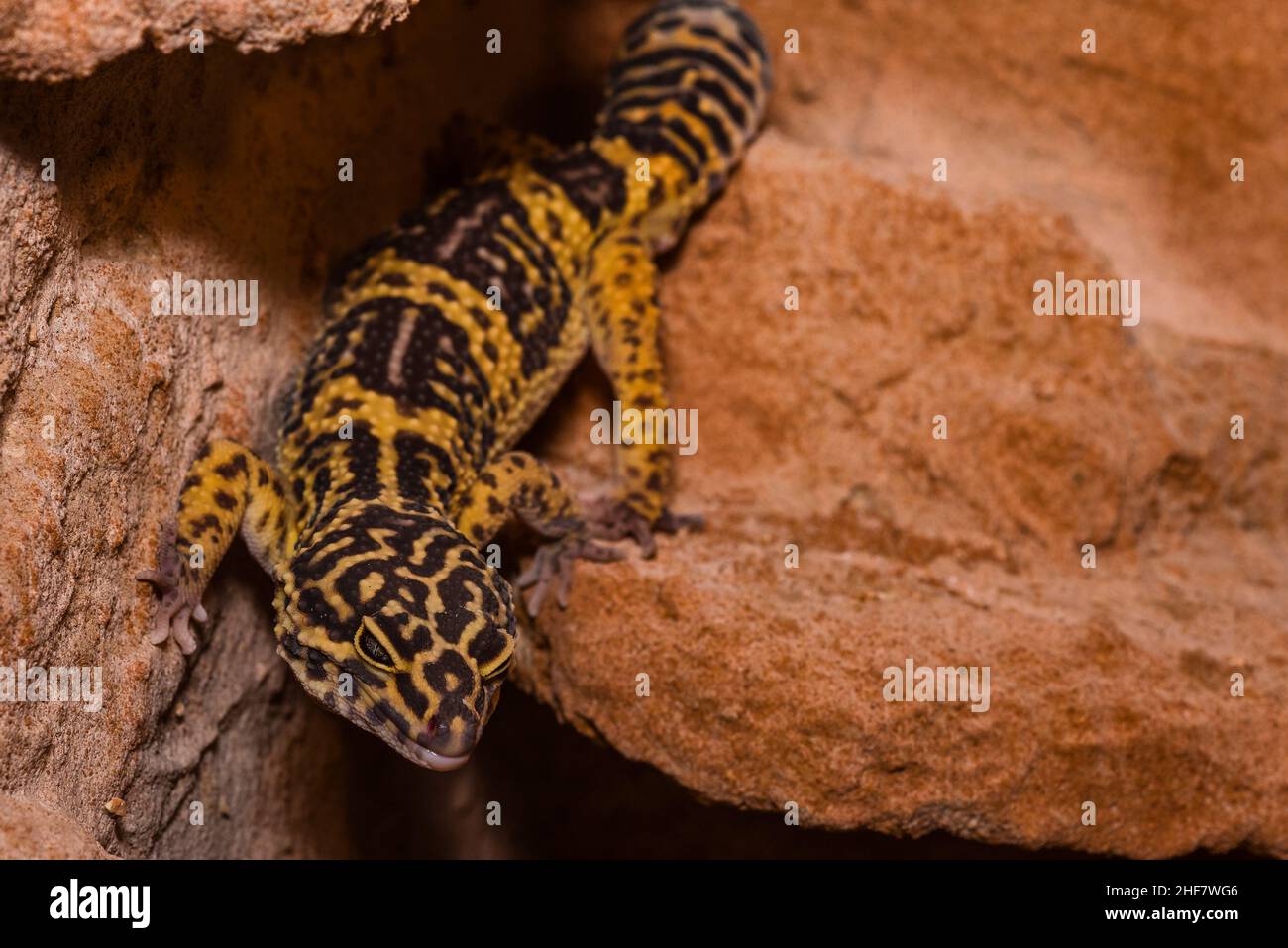 Leopard gecko, Pakistani fat-tailed gecko, Eublepharis macularius Stock Photo