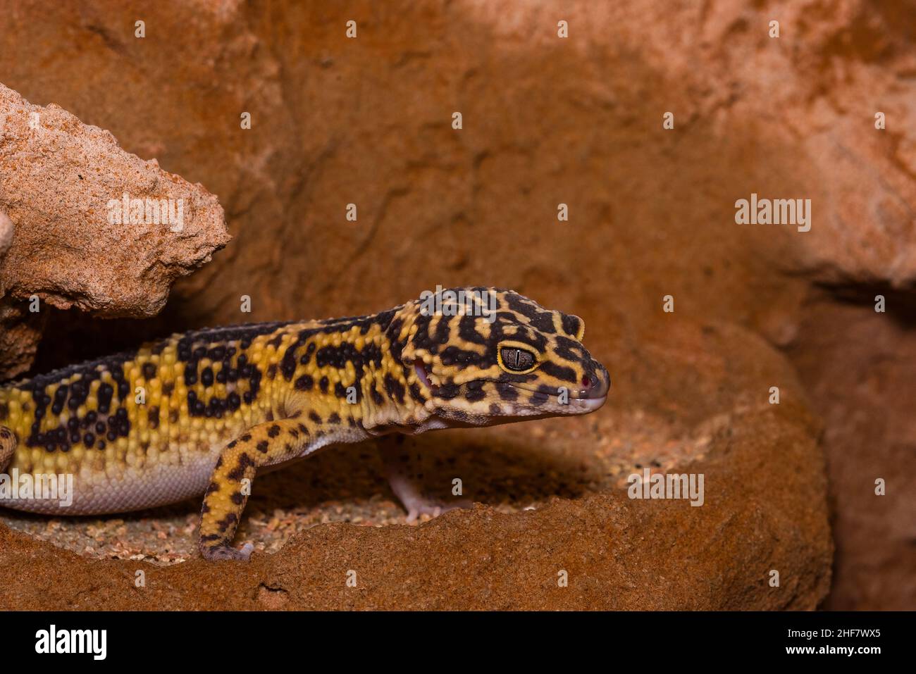 Leopard gecko, Pakistani fat-tailed gecko, Eublepharis macularius Stock Photo
