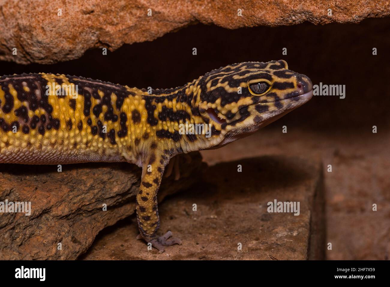 Leopard gecko, Pakistani fat-tailed gecko, Eublepharis macularius Stock Photo
