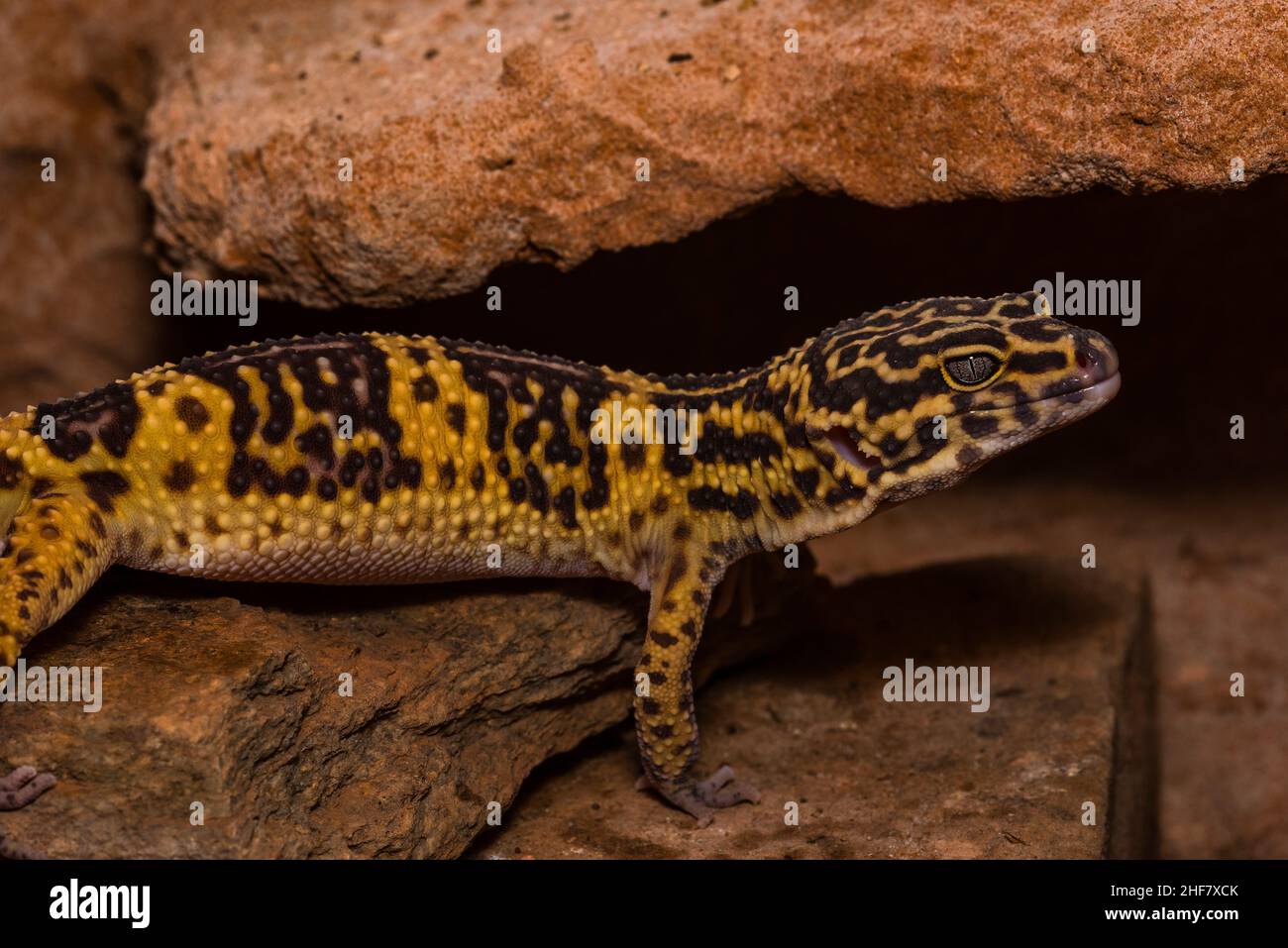 Leopard gecko, Pakistani fat-tailed gecko, Eublepharis macularius Stock Photo