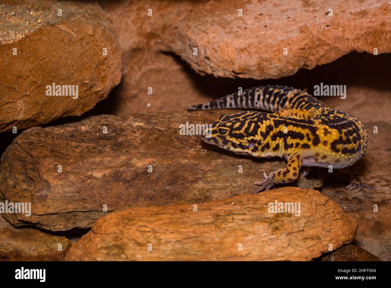 Leopard gecko, Pakistani fat-tailed gecko, Eublepharis macularius Stock Photo