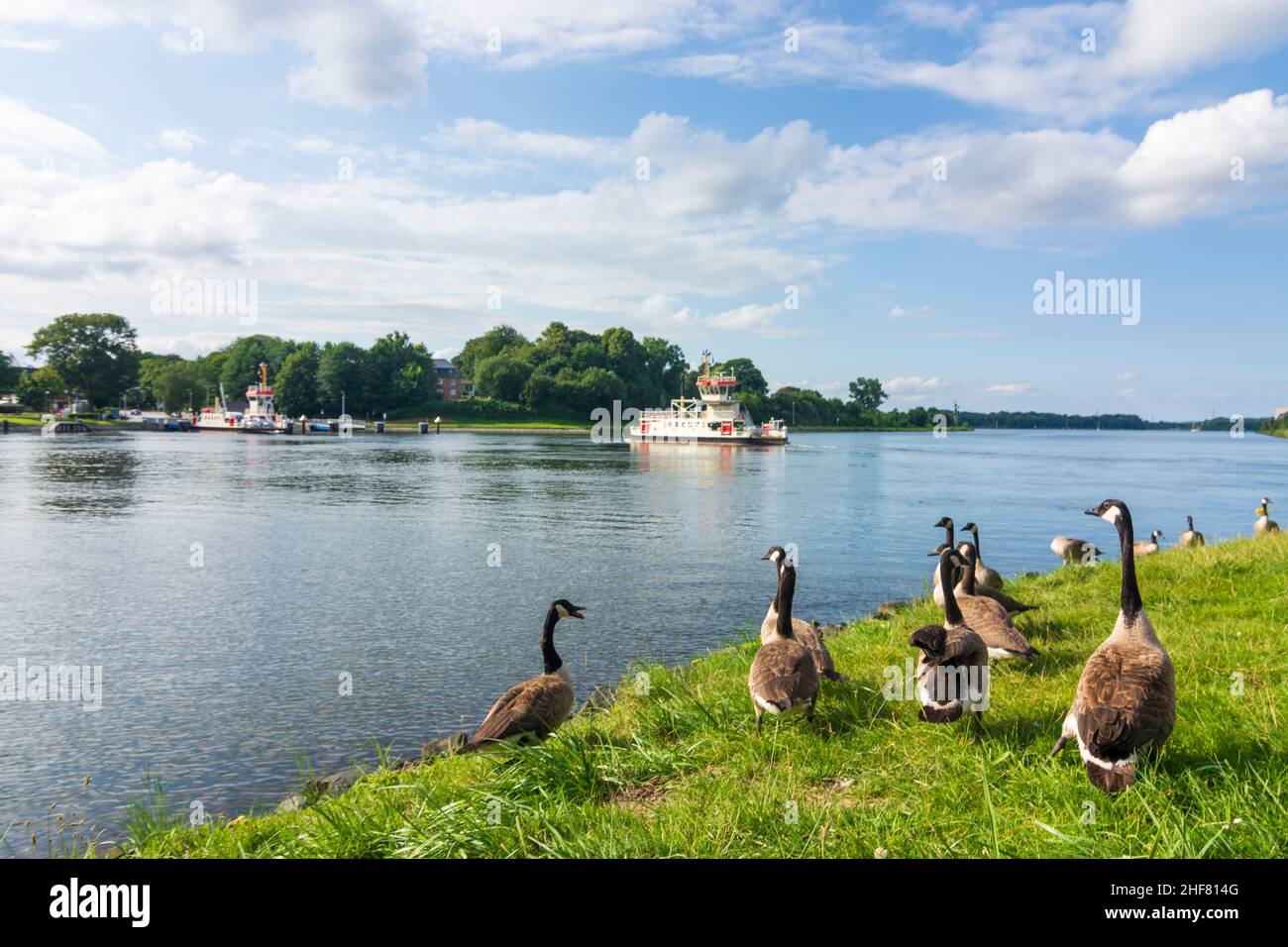 Canada gooses hi-res stock photography and images - Alamy