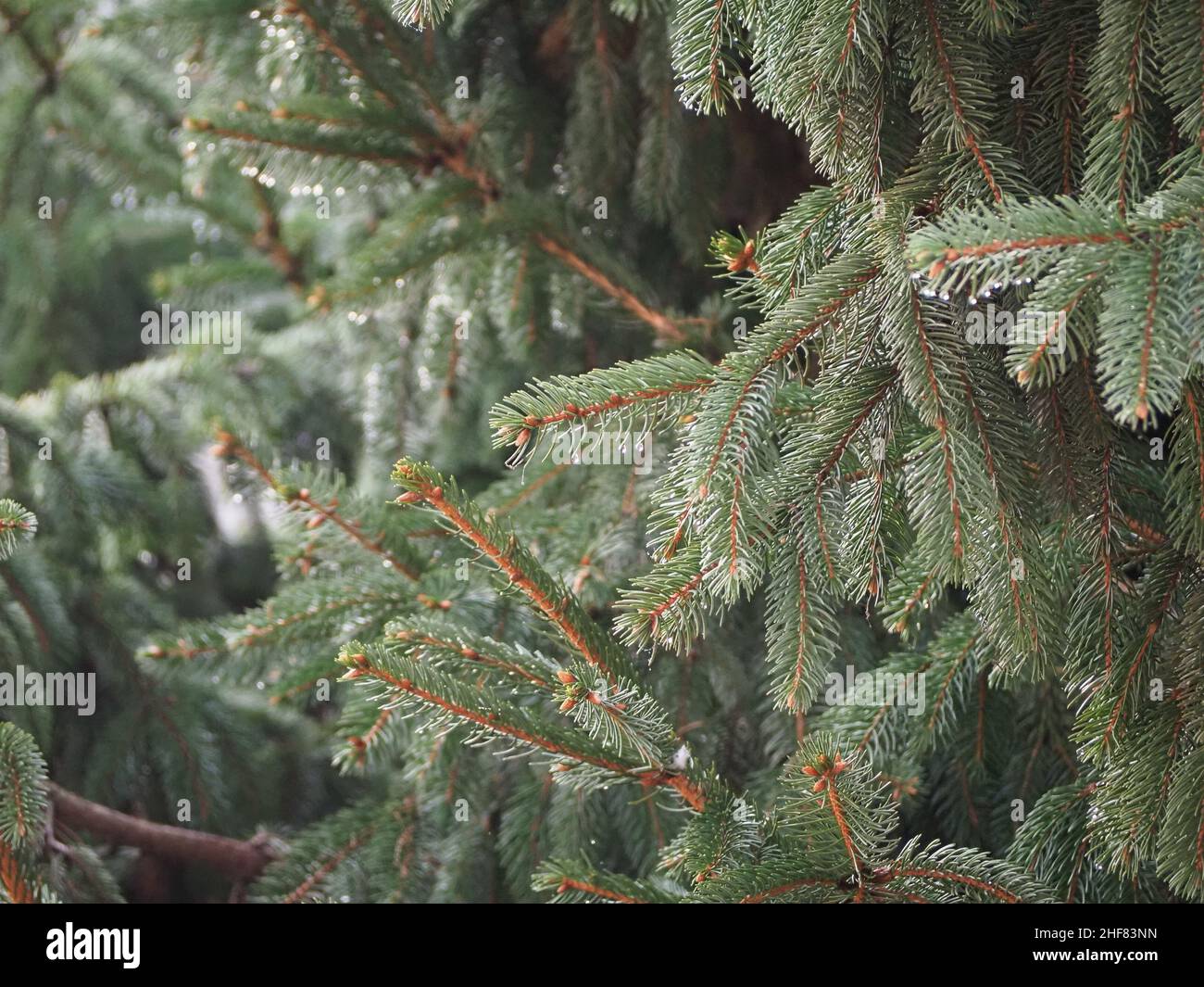 morning dew droplets on pine tree leaves Stock Photo