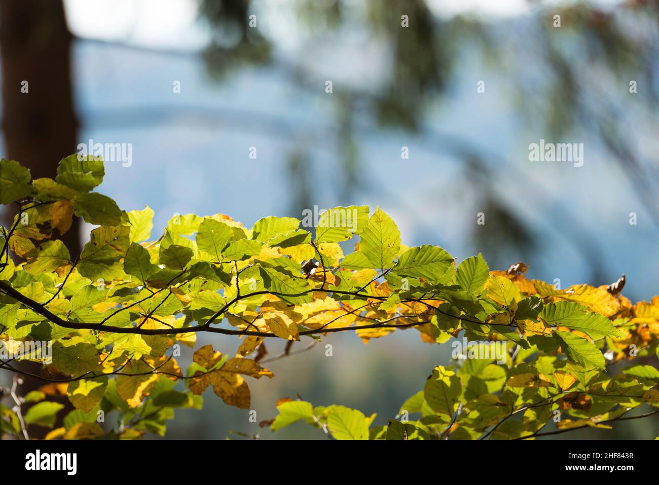 Foliage forest hi-res stock photography and images - Alamy