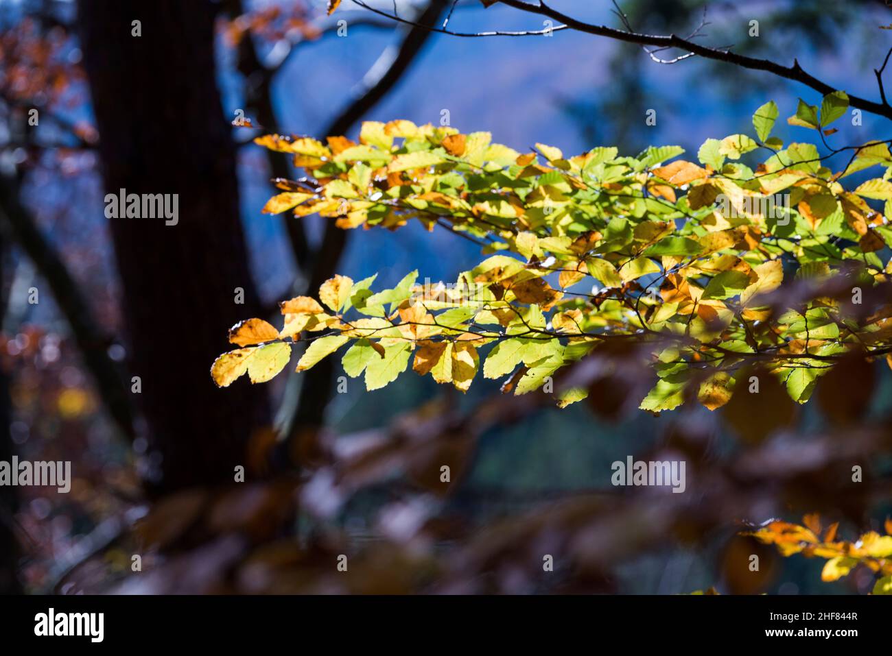 Foliage forest hi-res stock photography and images - Alamy