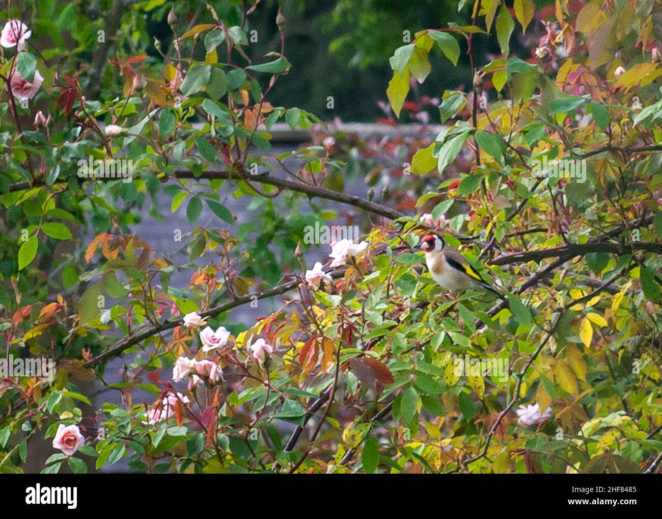 Goldfinch (Carduelis carduelis) perched in old fashioned rose bush on a summer day Stock Photo