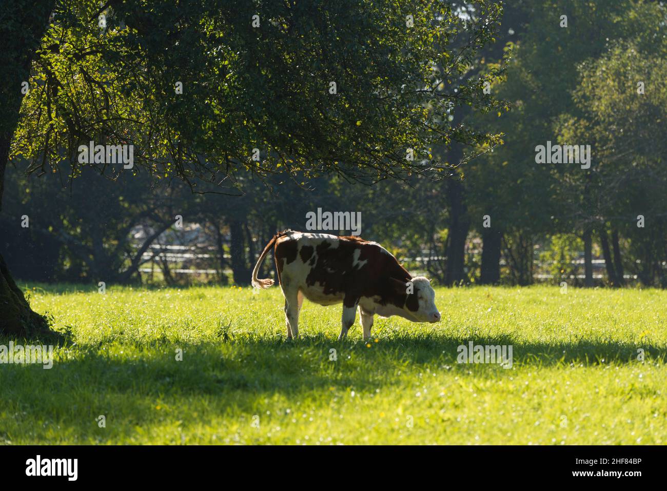 Chiemgau,  late summer,  autumn light,  calves graze Stock Photo