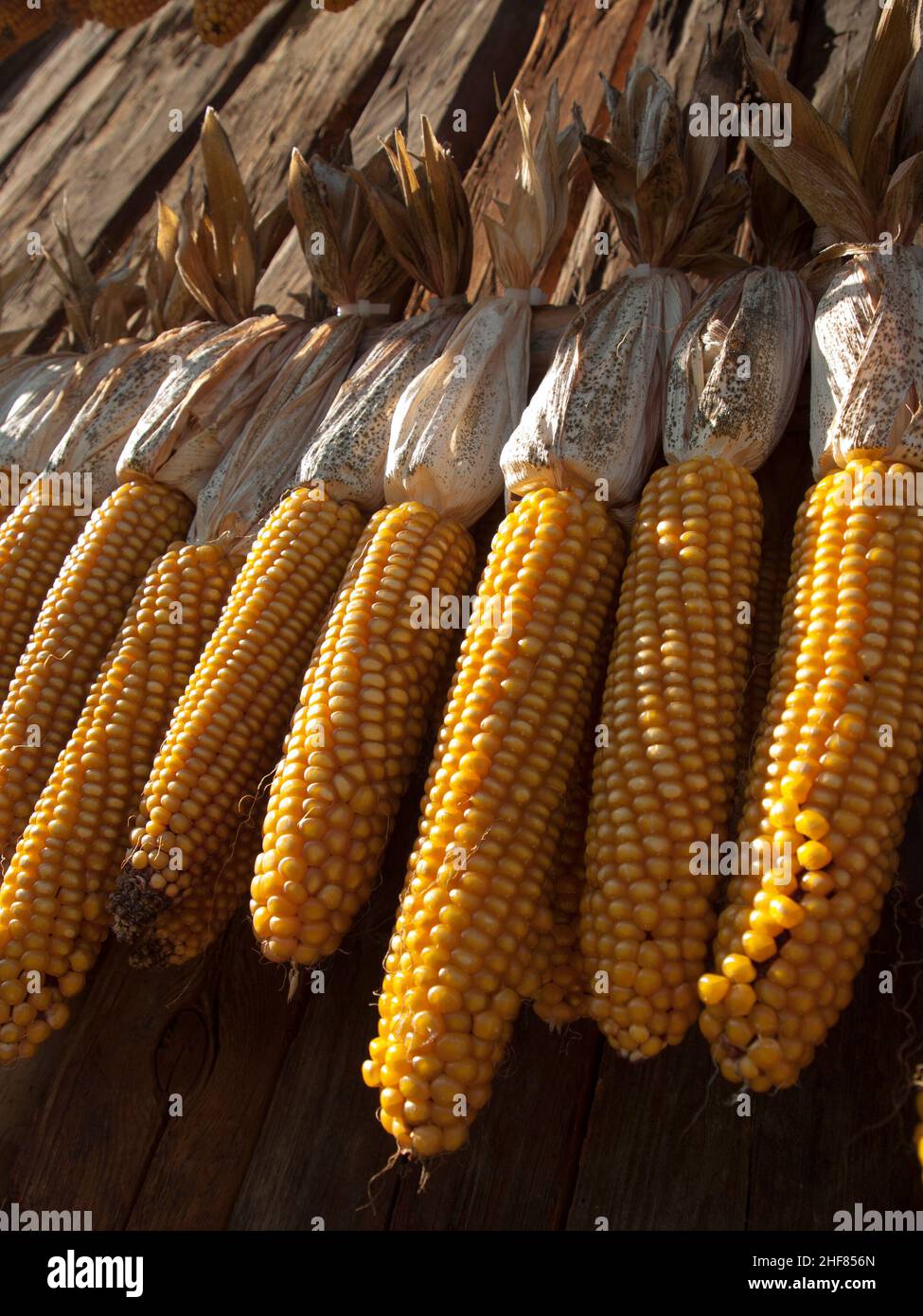 Corn, drying, harvest, wooden wall, corn on the cob Stock Photo Alamy