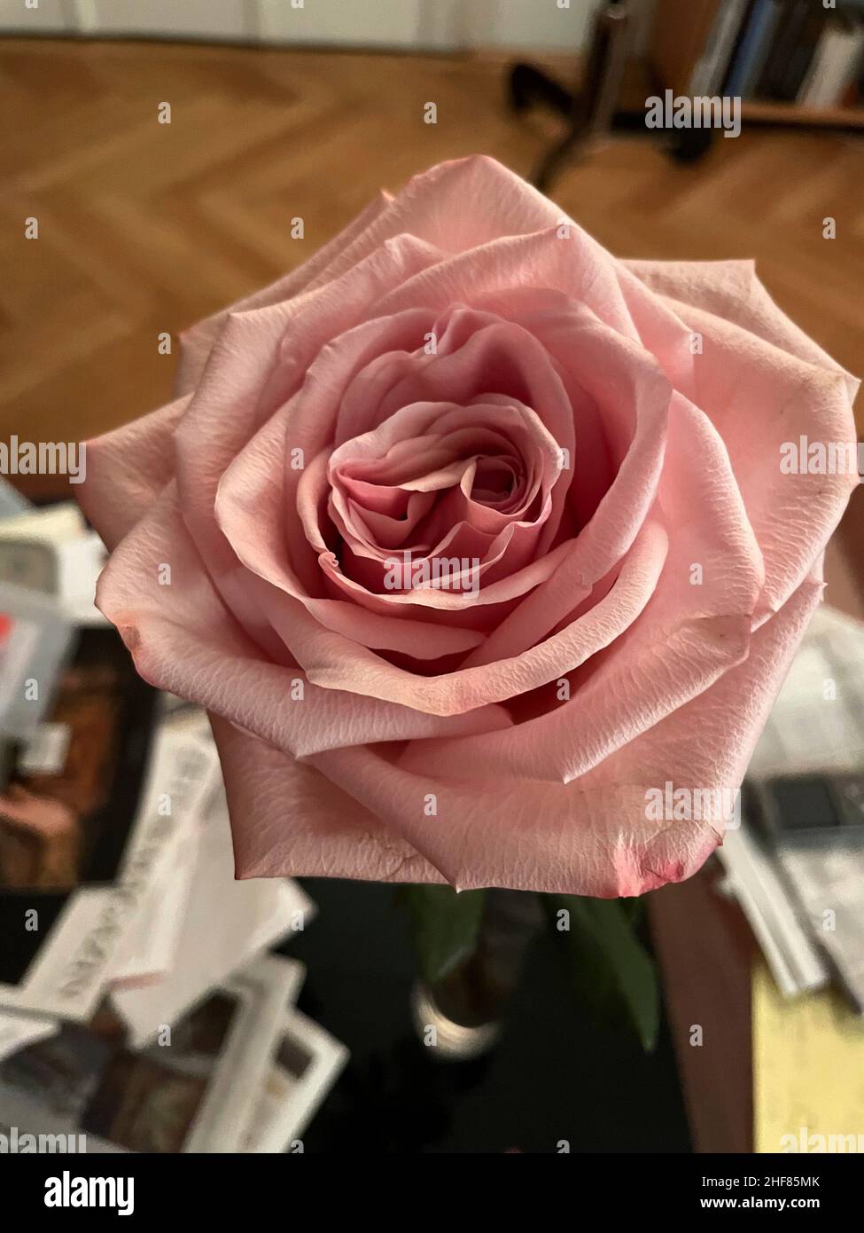 Rose,  single blossom,  dusky pink,  interior, Stock Photo