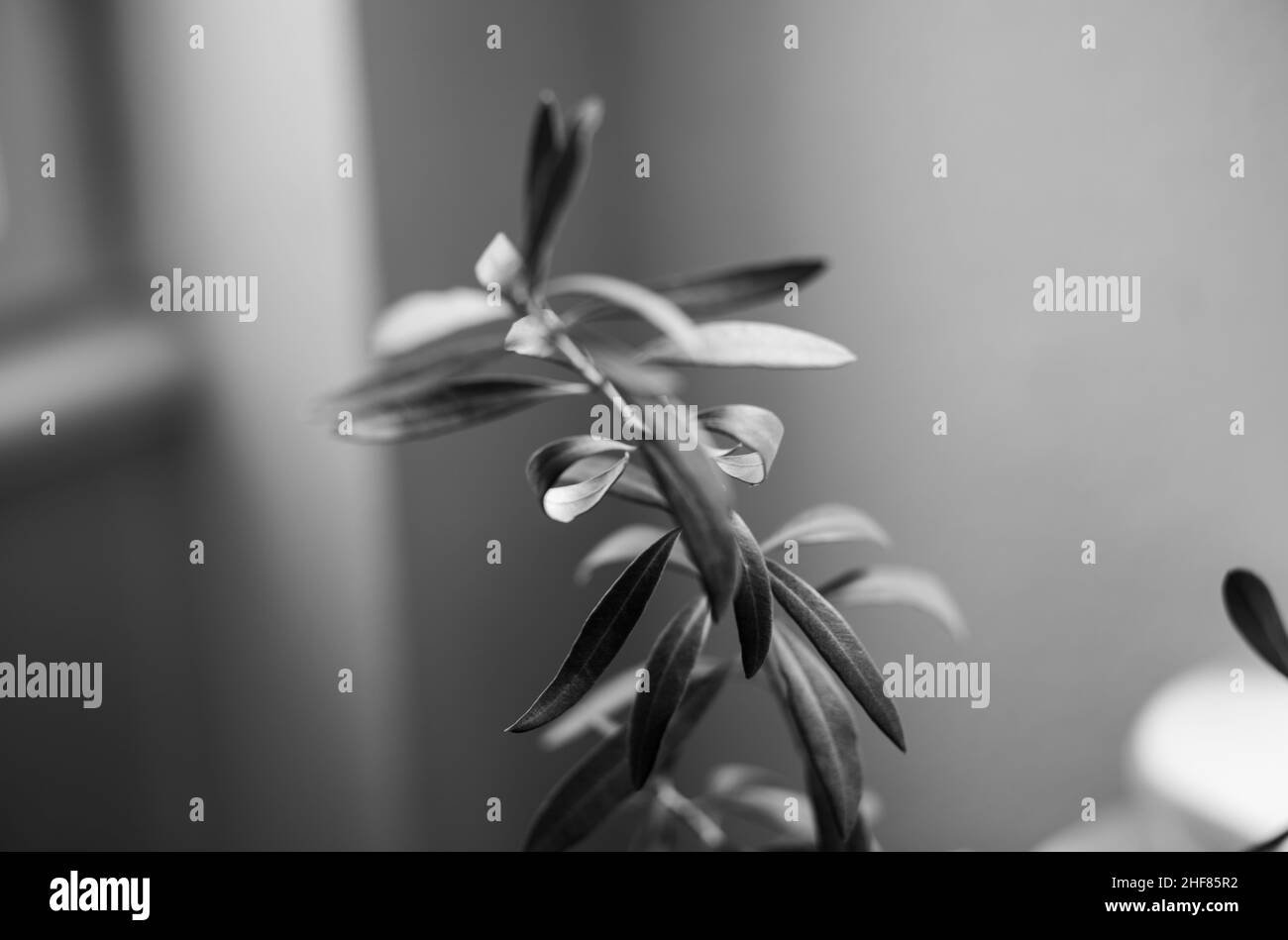Olive branches,  black and white Stock Photo