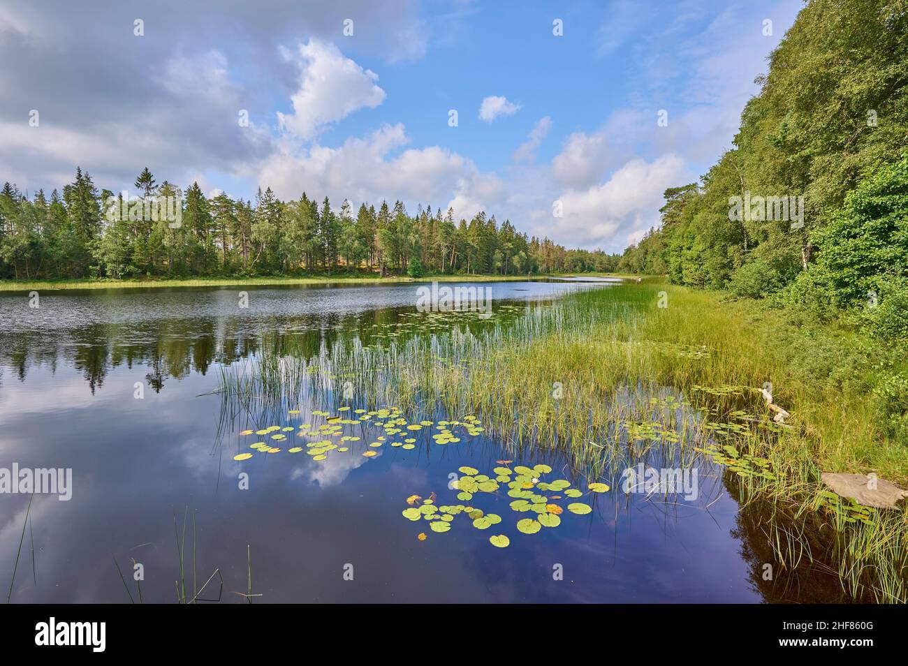 Lake, forest, clouds, sky, summer, Hallsjon, Halleberg, Vargön, Västra ...