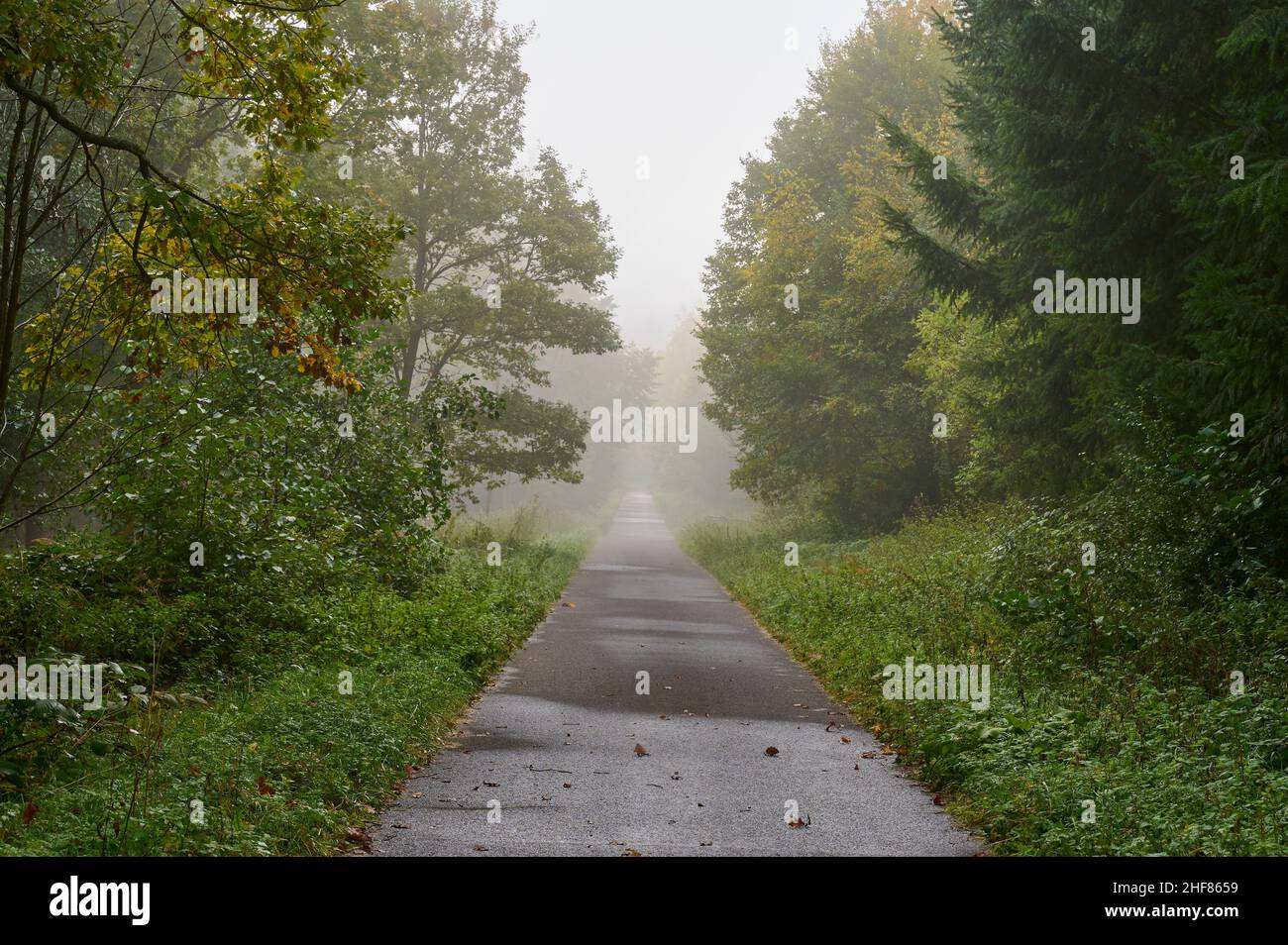 Road,  forest,  damp,  fog,  morning,  Mönchberg,  Spessart,  Bavaria,  Germany Stock Photo