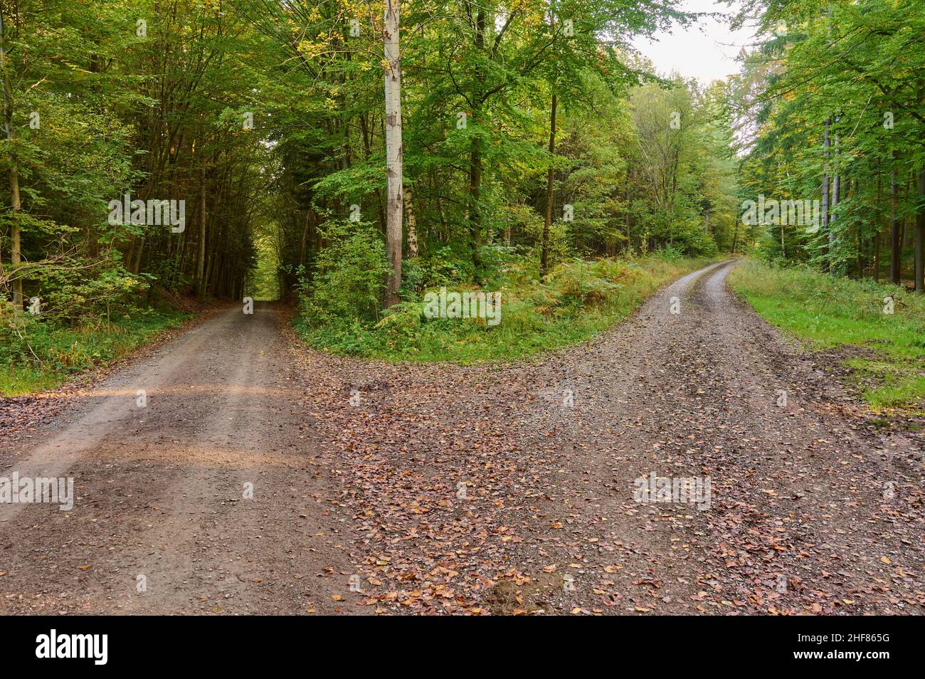 Path, fork, deciduous forest, beech, oak, morning, autumn, Rothenbuch