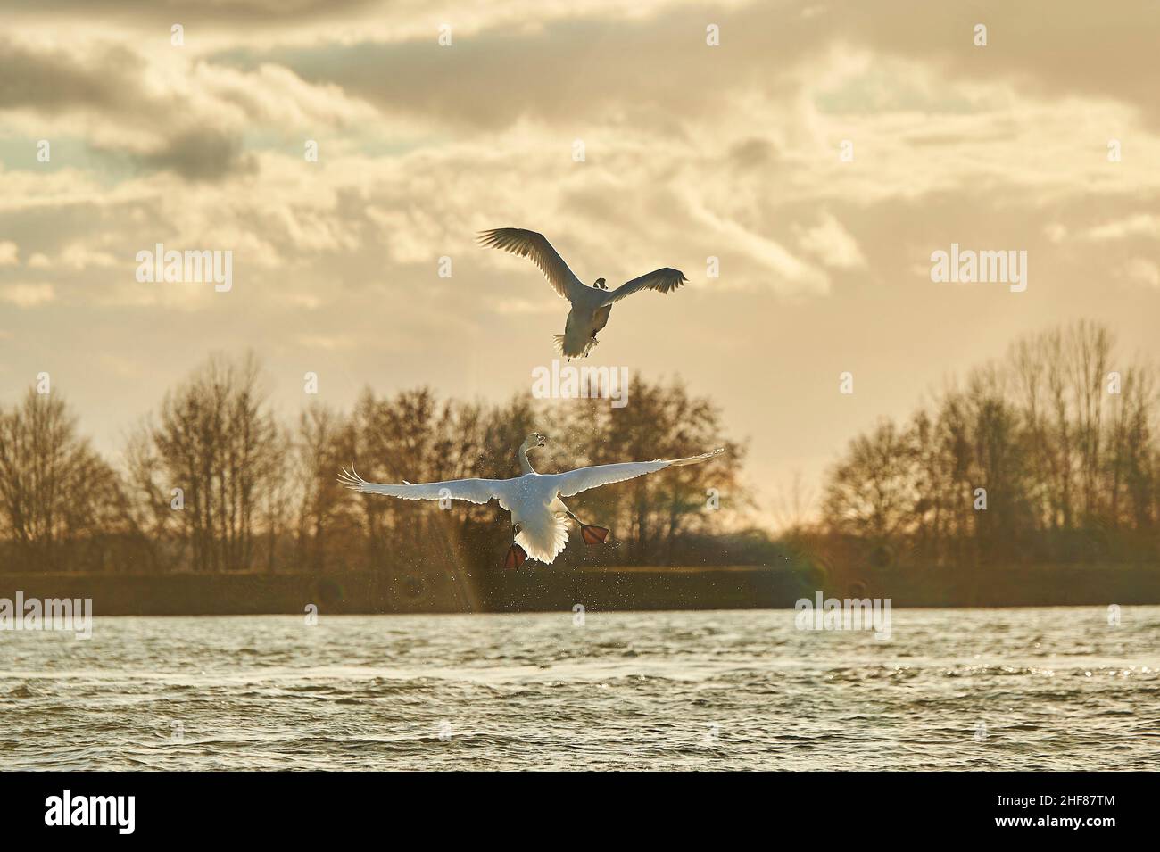 Mute swans (Cygnus olor),  flying,  Bavaria,  Germany Stock Photo