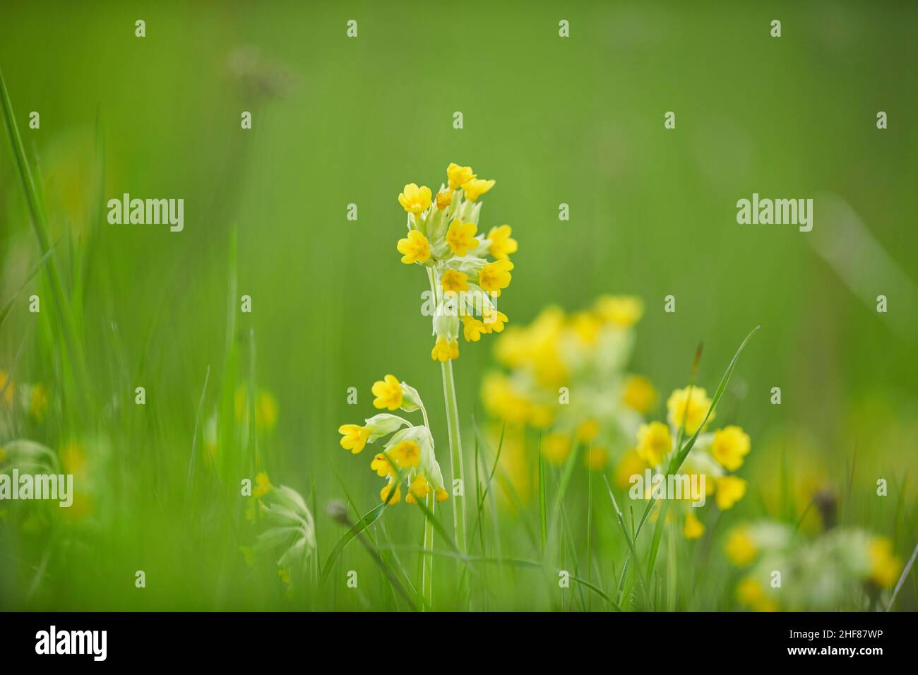 Real cowslip (Primula veris) or cowslip in bloom,  Bavaria,  Germany Stock Photo